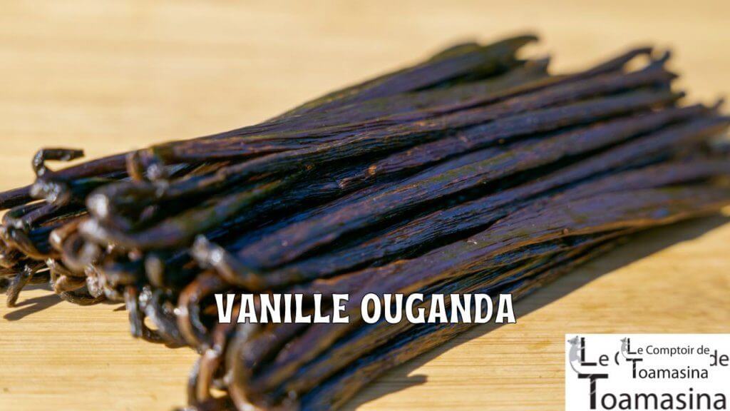 Gousses de vanille d'Ouganda