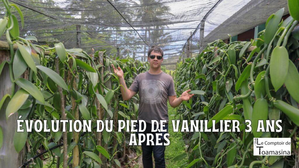 Évolution d un pied de vanillier après 3 ans