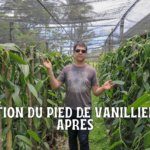 Les clés pour réussir son vanillier