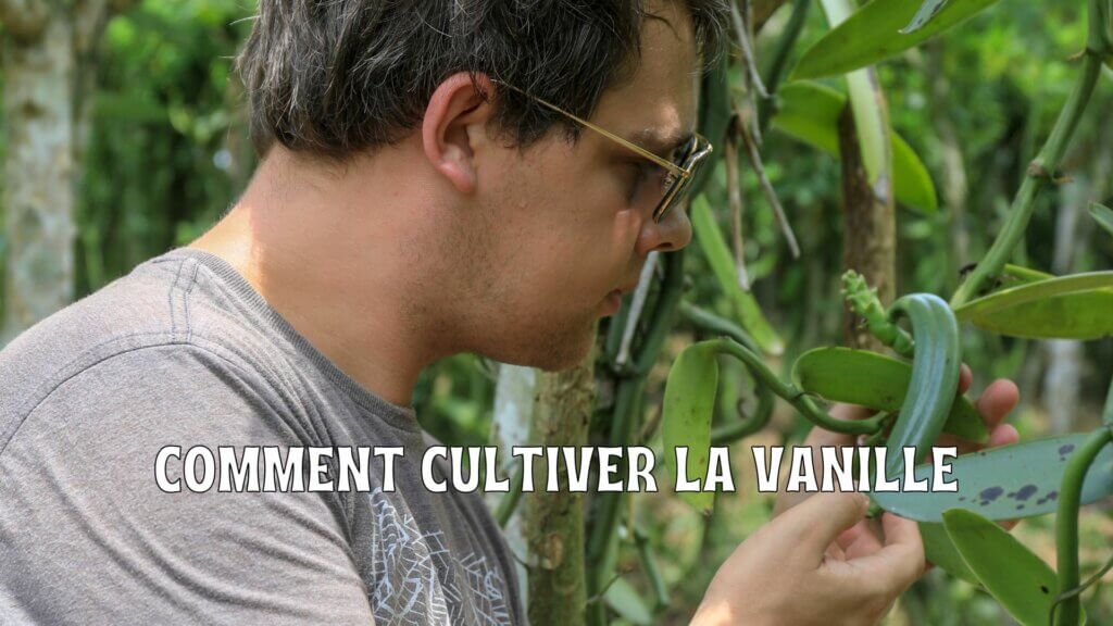 Comment cultiver la vanille