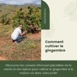 Où cultiver son gingembre en France ?