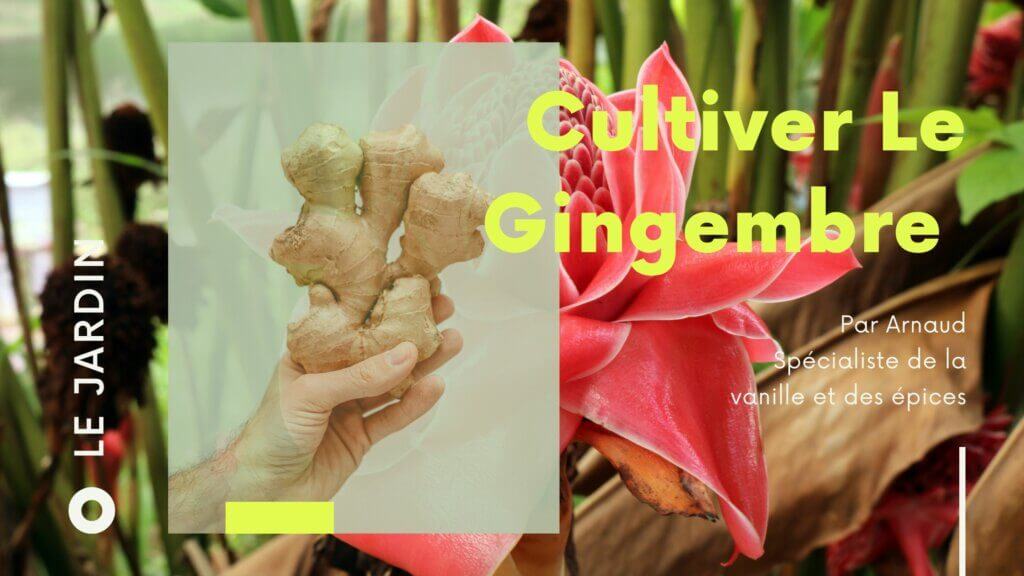 Comment entretenir le gingembre