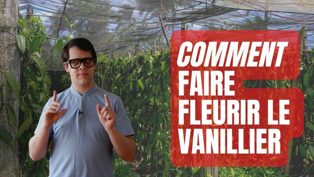 Comment faire fleurir un vanillier - Arnaud spécialiste de la vanille