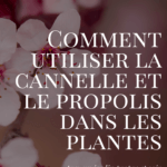 Cannelle ou propolis : quel remède pour quel usage ?