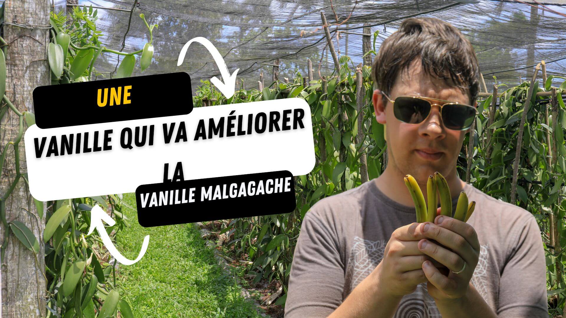 La vanille du Brésil qui améliore la vanille planifolia