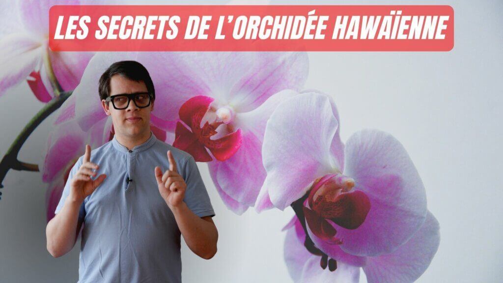 Orchidée hawaïenne en fleurs