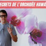 Quelle orchidée hawaïenne pour la maison ?