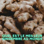 Les grandes origines du gingembre : mon évaluation