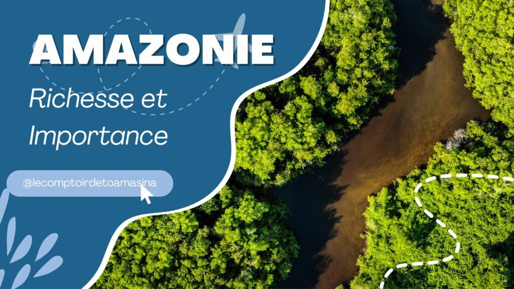 Forêt dense et humide d'Amazonie, habitat des orchidées épiphytes
