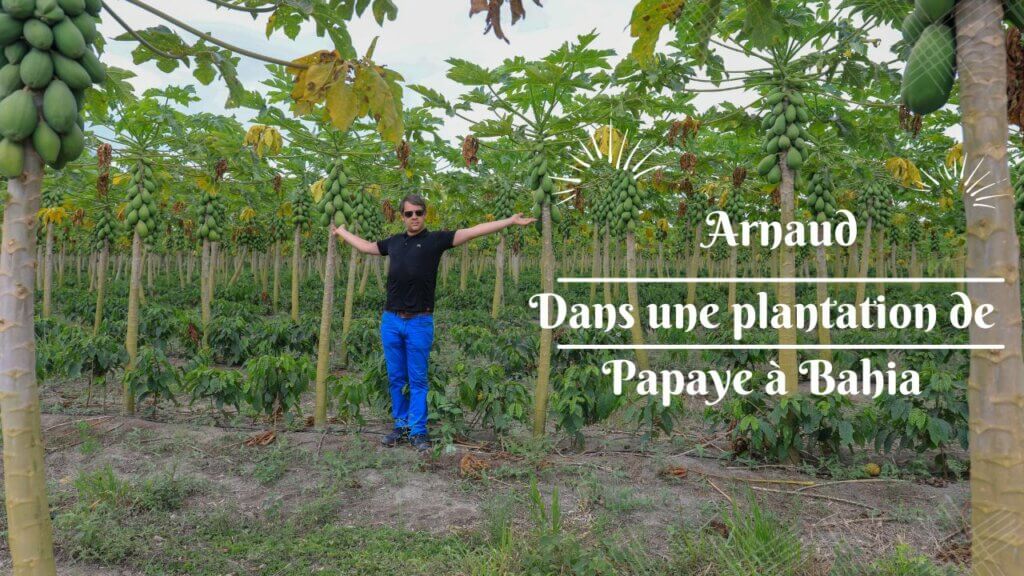 Plantation de Papaye au Brésil