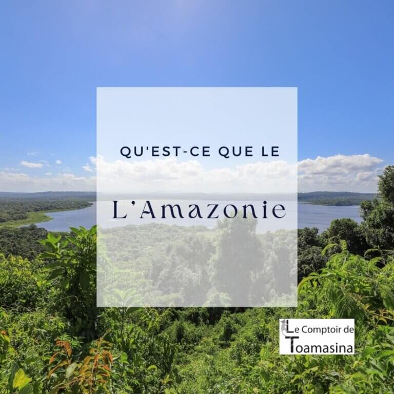 Comprendre la forêt