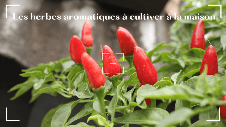 Herbes aromatiques
