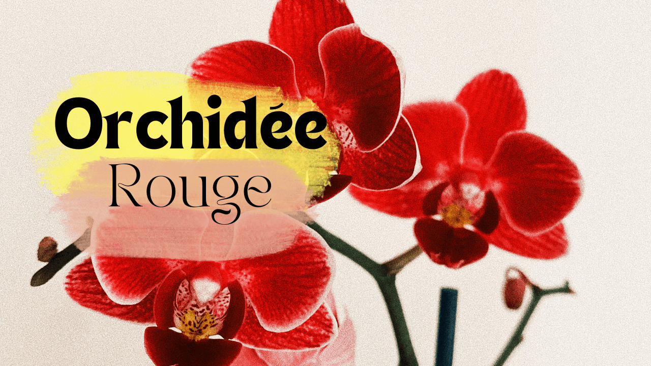 Orchidée rouge - Cattleya coccinea - Par Arnaud Vanille