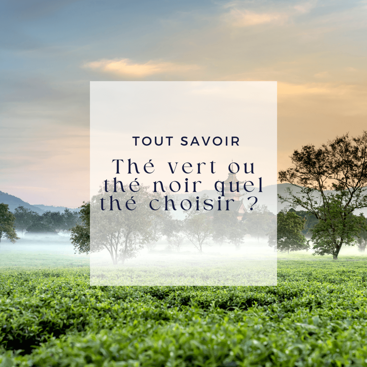 Thé vert ou thé noir lequel choisir ? Avec Chef Arnaud