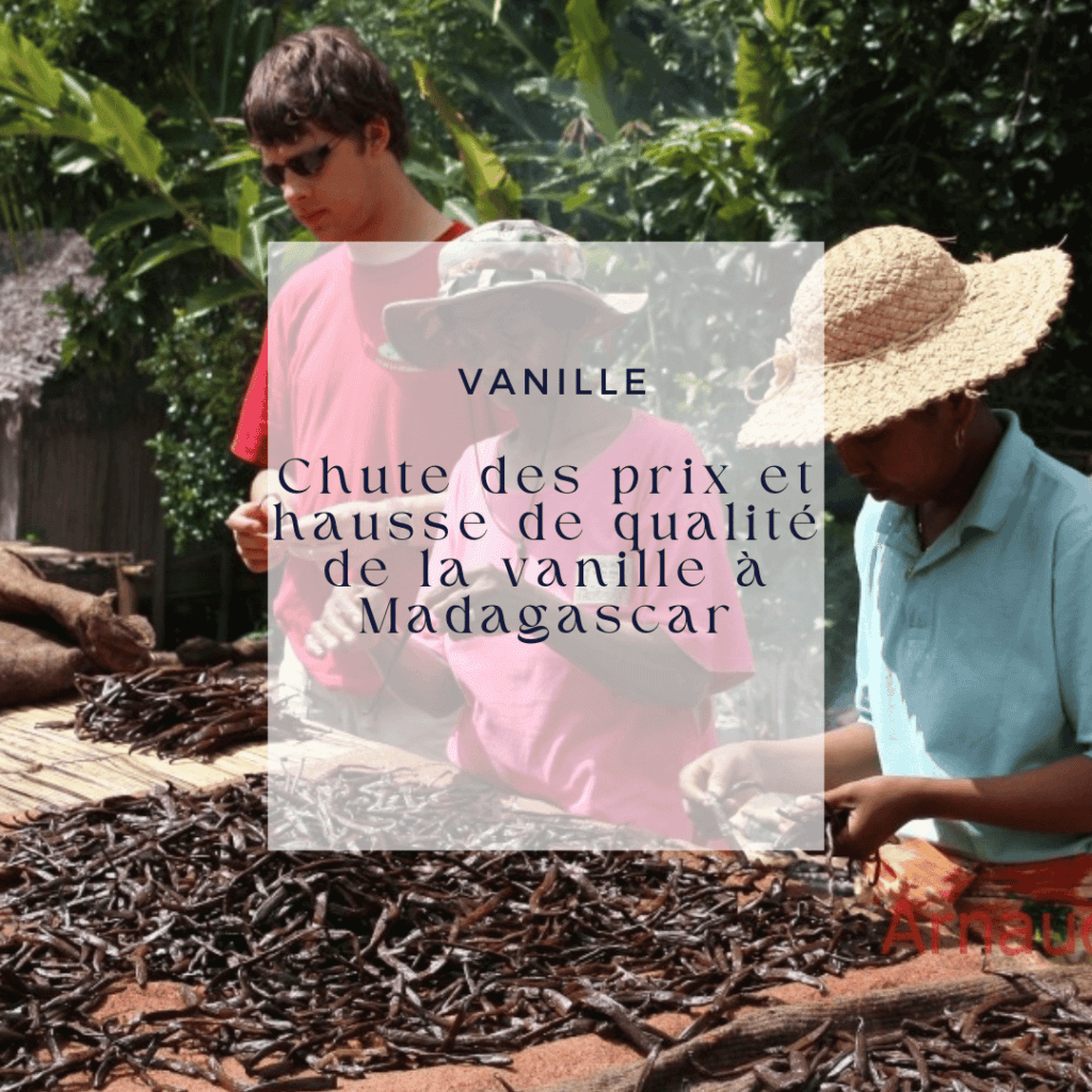 Chute des prix et hausse de qualité de la vanille à Madagascar