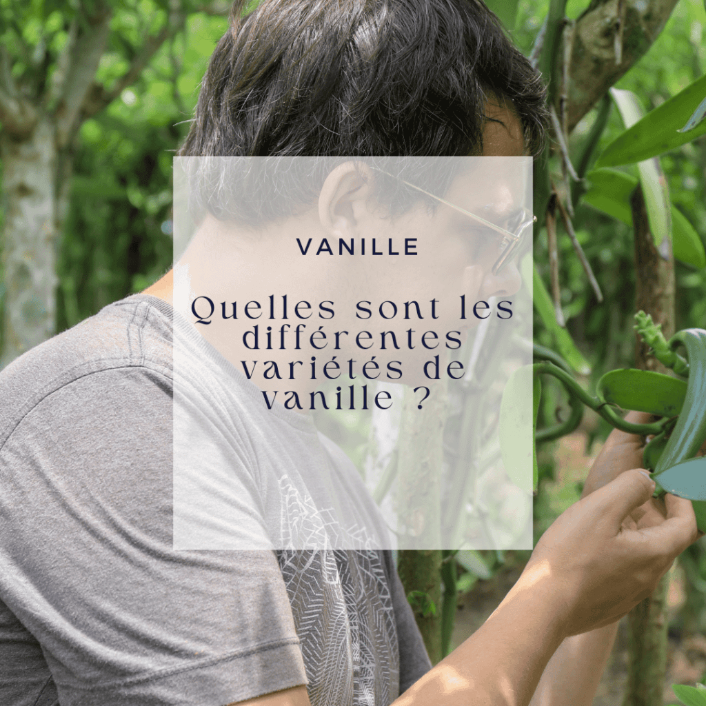 Quelles sont les différentes variétés de vanille 