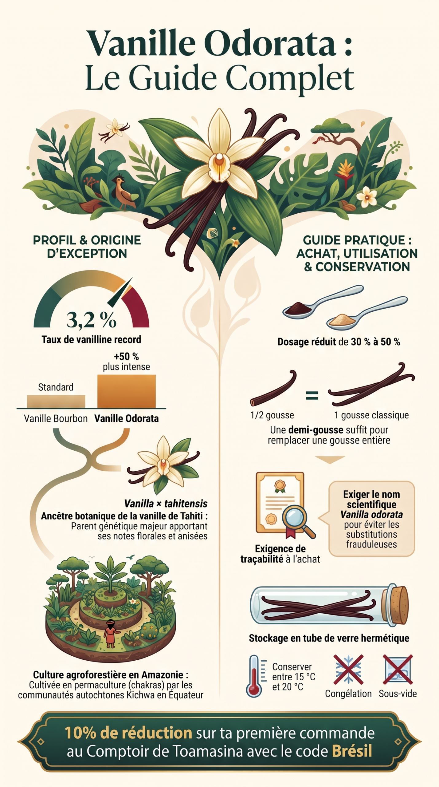 Guide complet de la vanille odorata, infographie