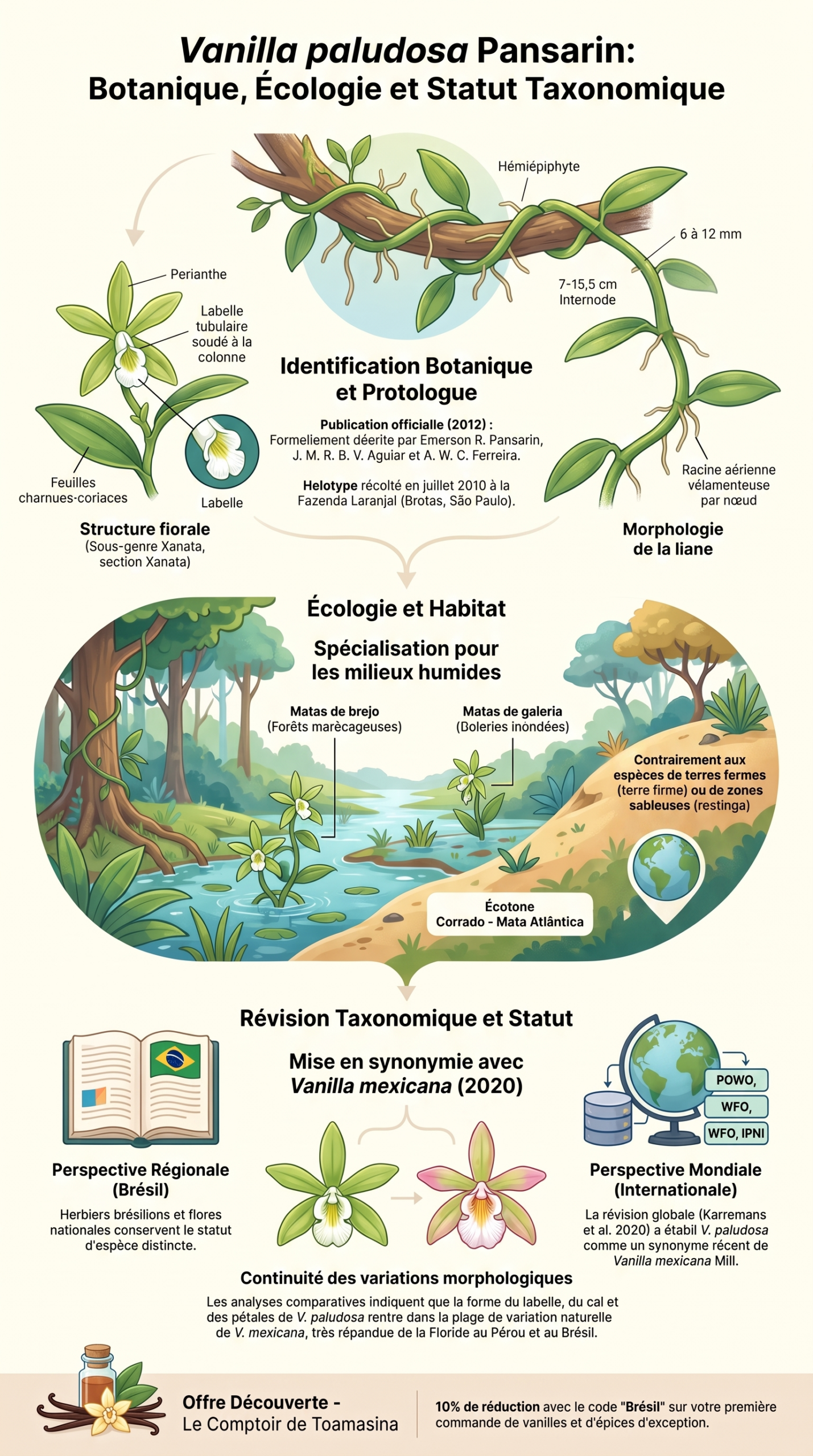 Infographie botanique sur Vanilla paludosa