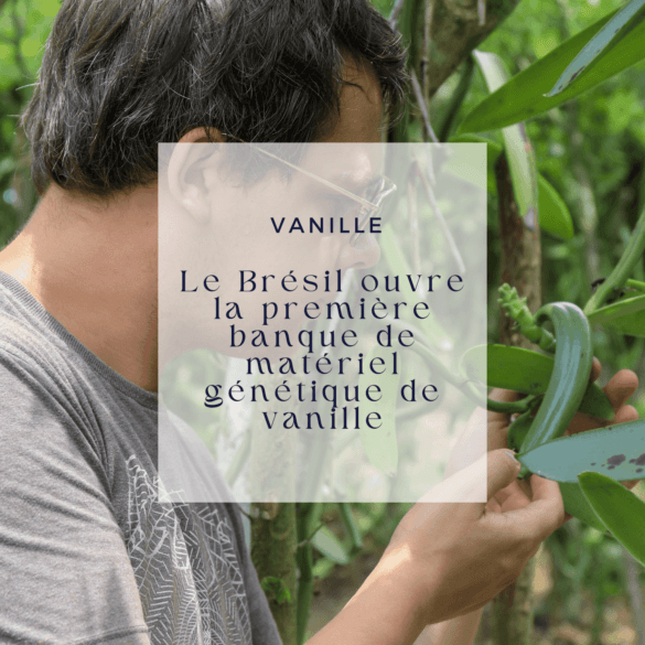 Le Brésil ouvre la première banque de matériel génétique de vanille