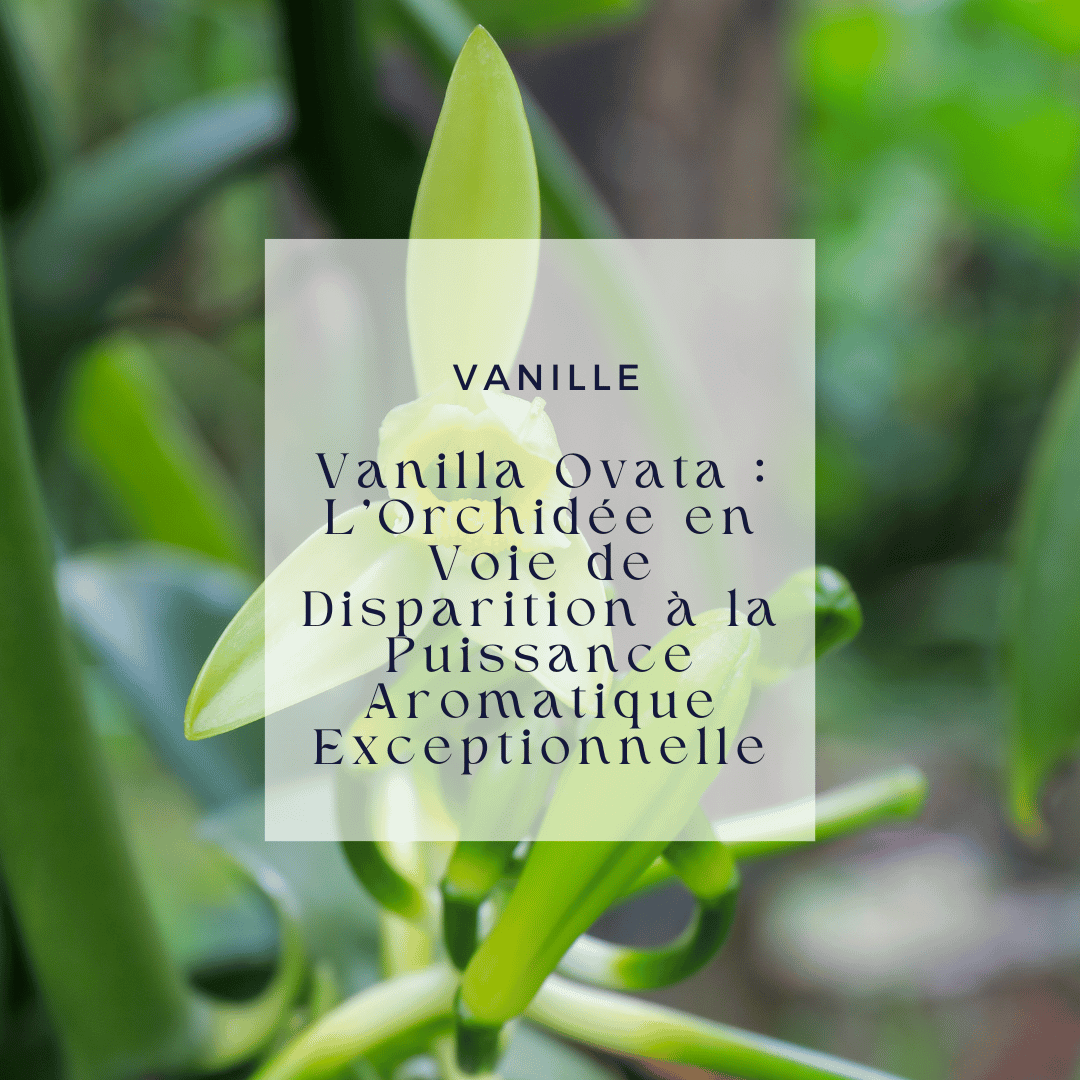 Vanilla Ovata : L'Orchidée en Voie de Disparition à la Puissance Aromatique Exceptionnelle