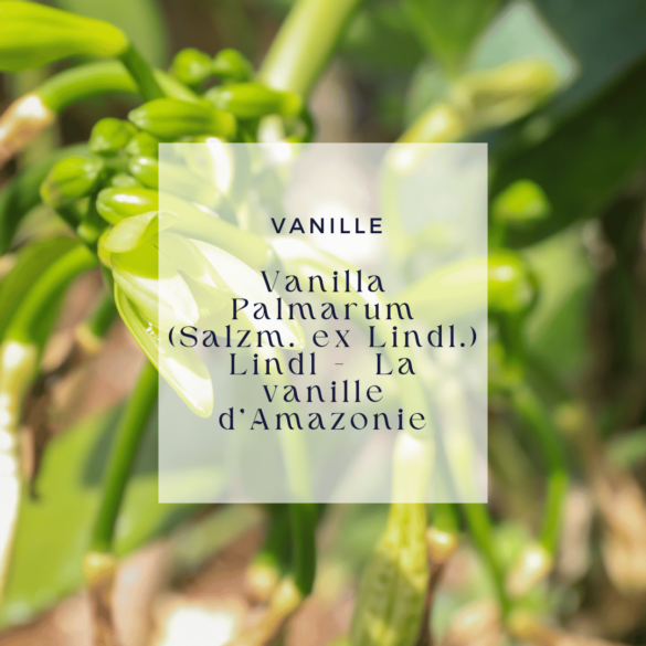 Vanilla Palmarum (Salzm. ex Lindl.) Lindl -  La vanille d'Amazonie