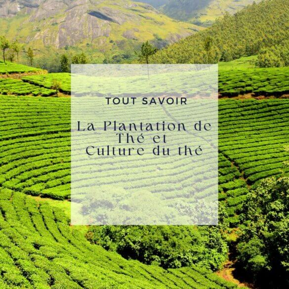 La Plantation de Thé et Culture du thé - Comptoir de Toamasina