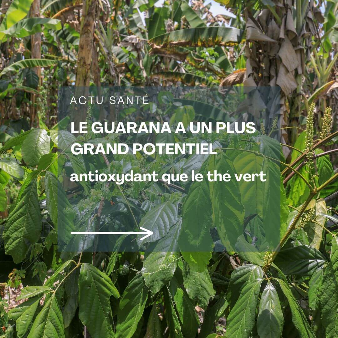Le guarana a un plus grand potentiel antioxydant que le thé vert