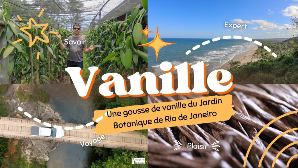 Une vanille rare au jardin botanique de Rio de Janeiro