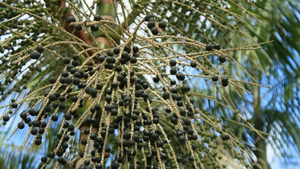 L’açaí peut aider dans le traitement des maladies mentale