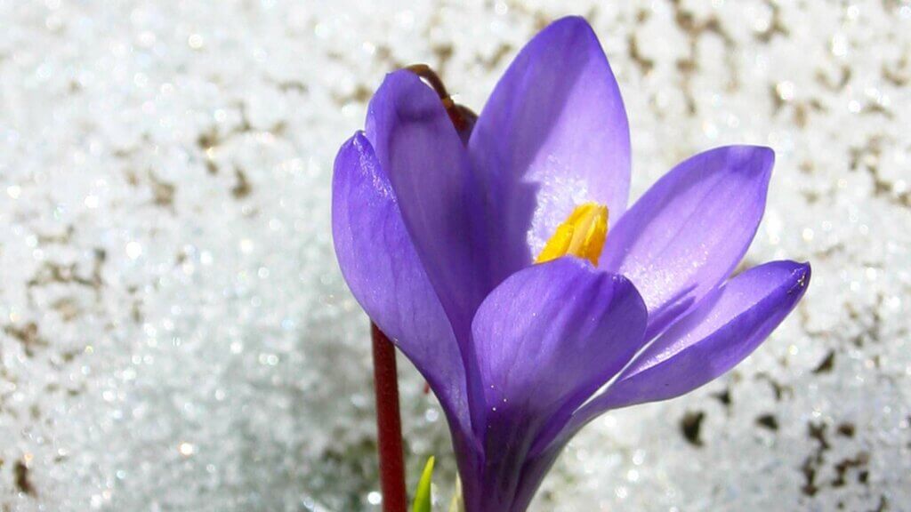 Fleur de safran dans la neige