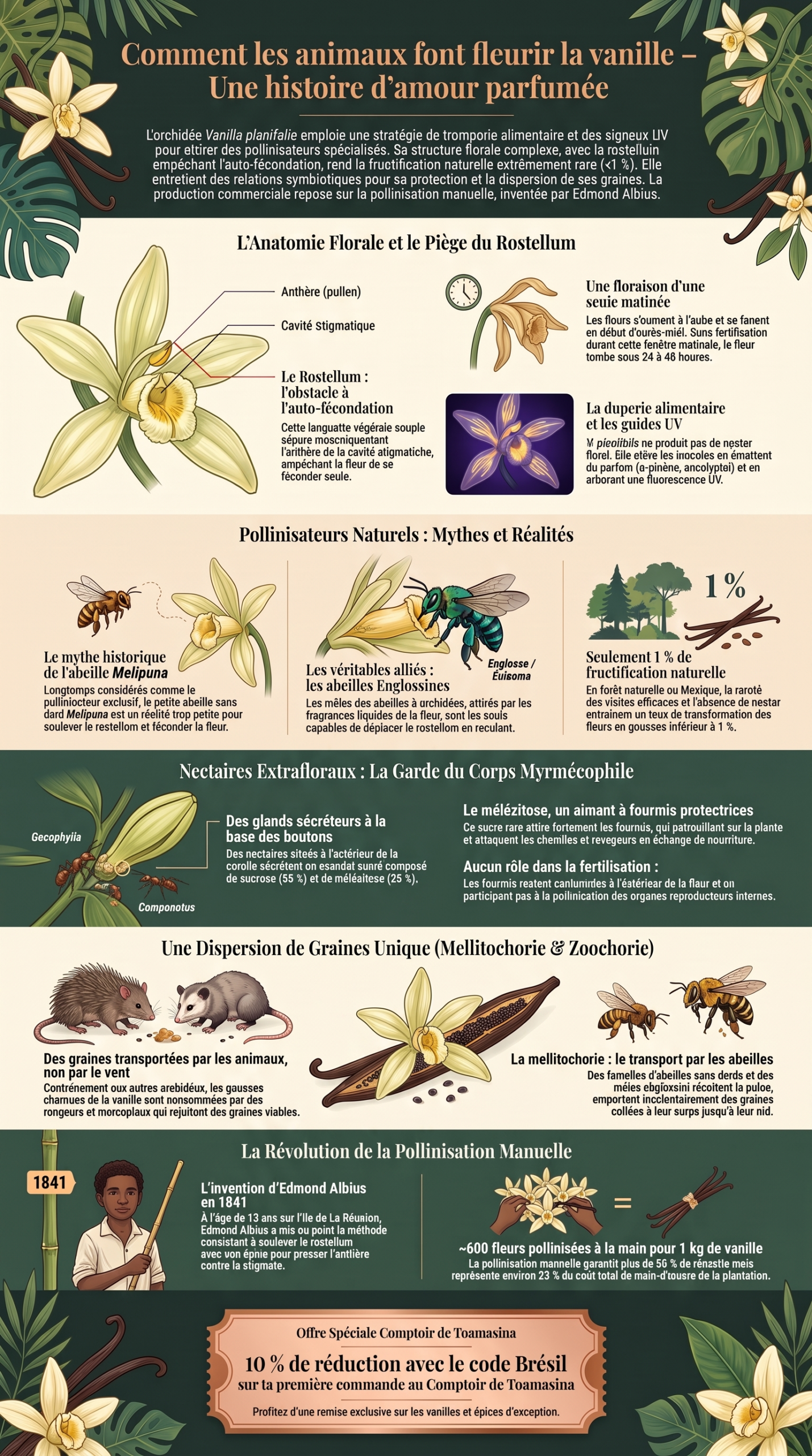 La pollinisation de la vanille, infographie