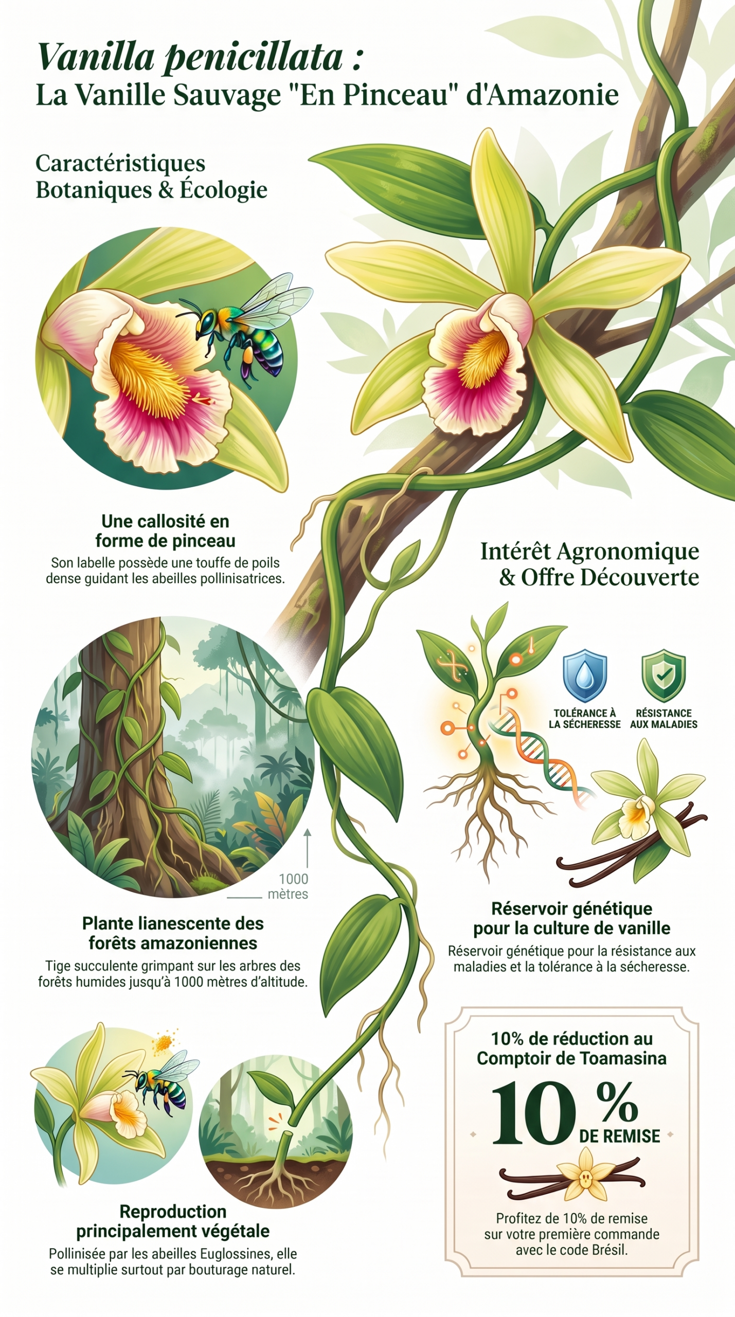 Infographie Vanilla penicillata