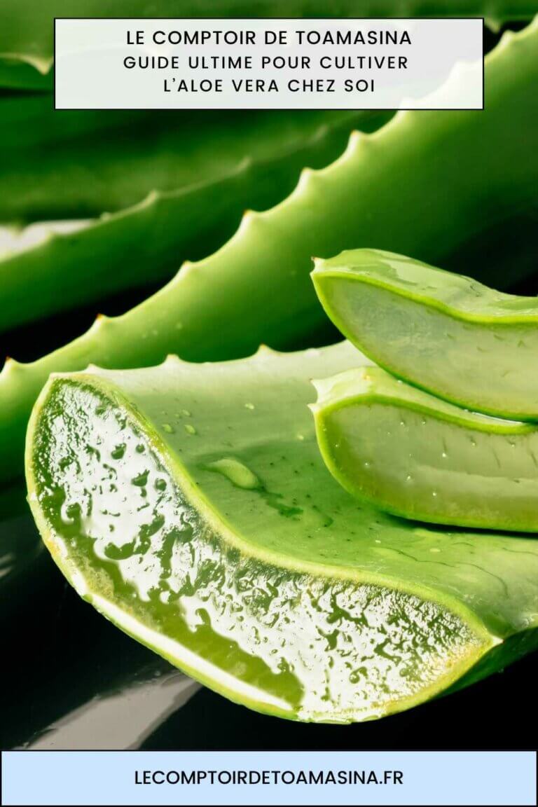 Plantes d'intérieur et fleurs
