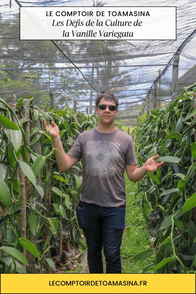 Les Défis de la Culture de la Vanille Variegata
