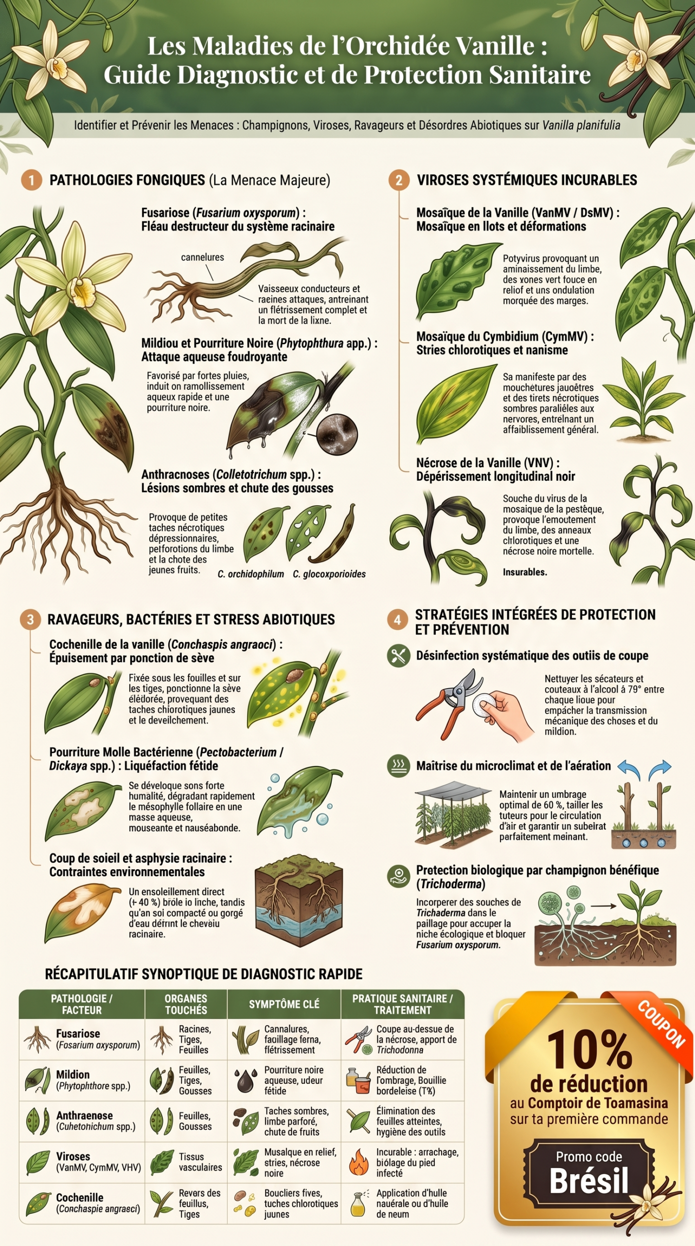 Guide des maladies de l'orchidée vanille par les feuilles