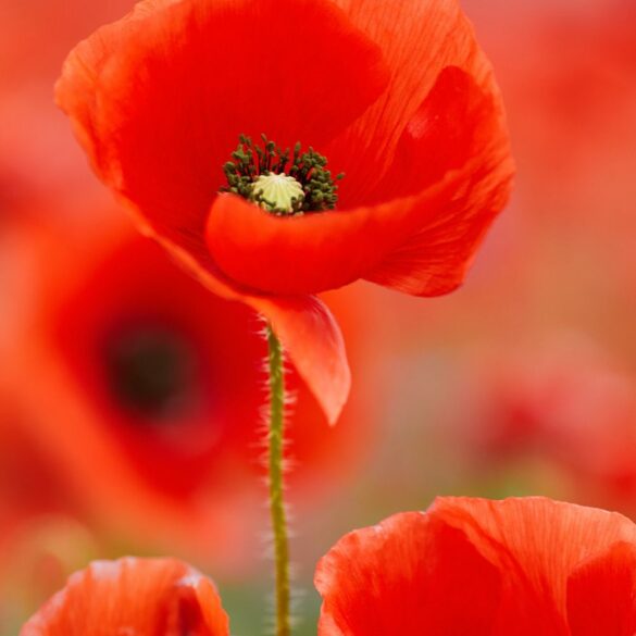 Comment faire un Sirop de Coquelicot Comment faire un Sirop de Coquelicot