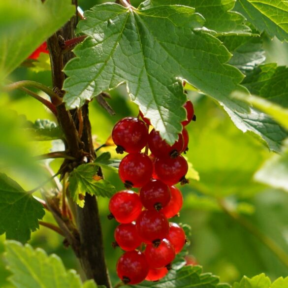 Comment faire un sirop de groseilles maison