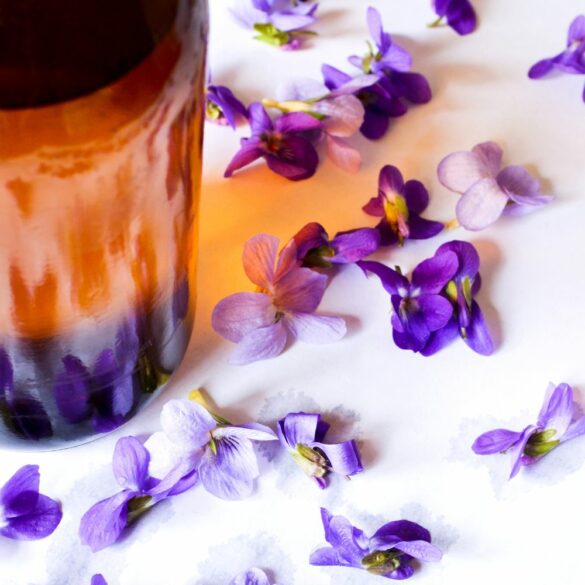 Comment faire un sirop de violette Comment faire un sirop de violette