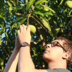 La mangue : mon évaluation