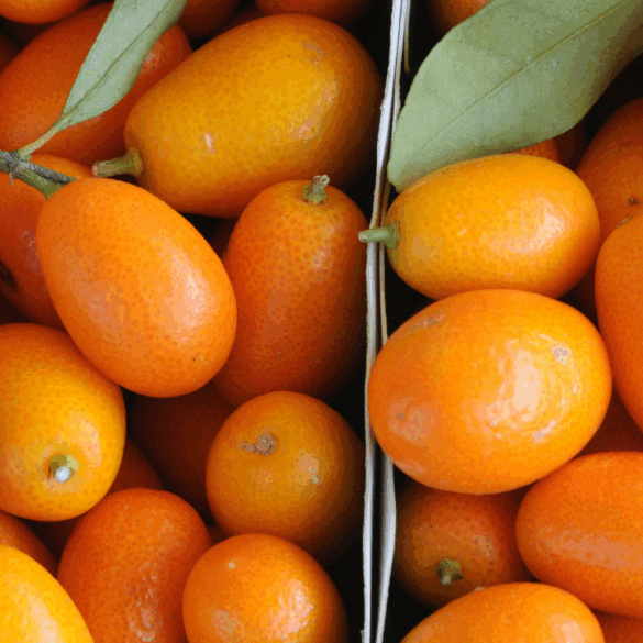 La kumquat ce petit agrume asiatique aux multiples usages en cuisine La kumquat ce petit agrume asiatique aux multiples usages en cuisine
