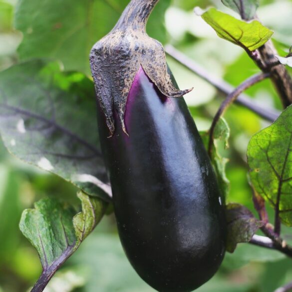 Aubergine bienfaits, propriétés et recettes faciles Aubergine bienfaits, propriétés et recettes faciles