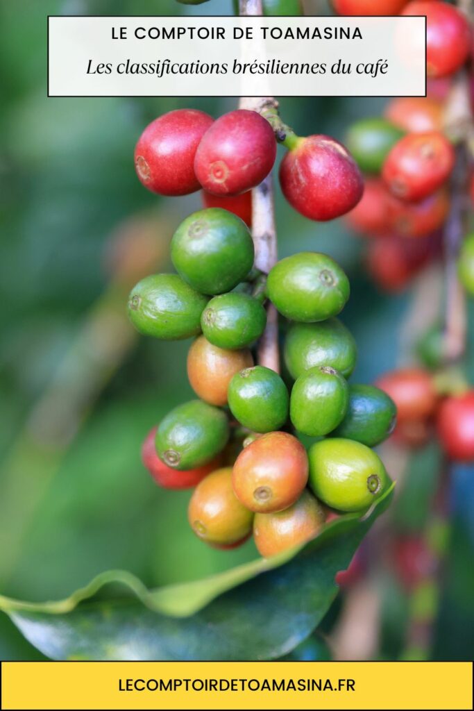 Les classifications brésiliennes du café