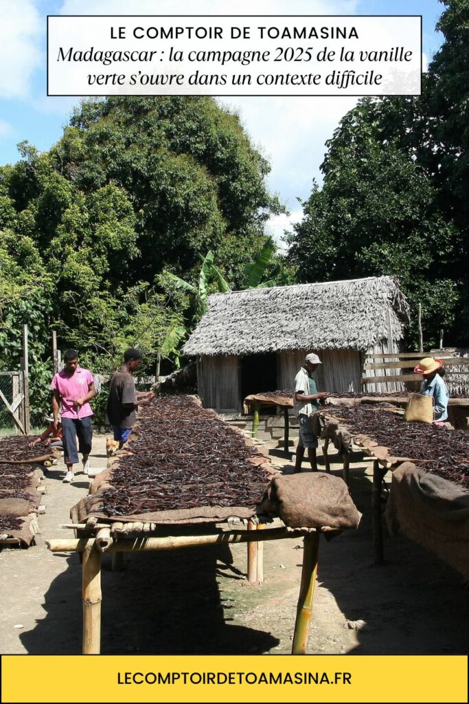 Madagascar la campagne 2025 de la vanille verte s’ouvre dans un contexte difficile