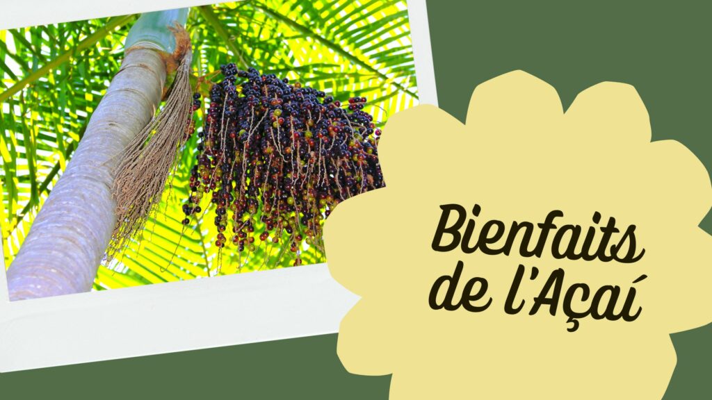 Bienfaits de l'Açaí