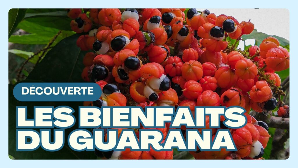 Les bienfaits du guarana