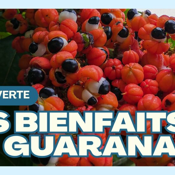 Les incroyables bienfaits du guarana Les incroyables bienfaits du guarana