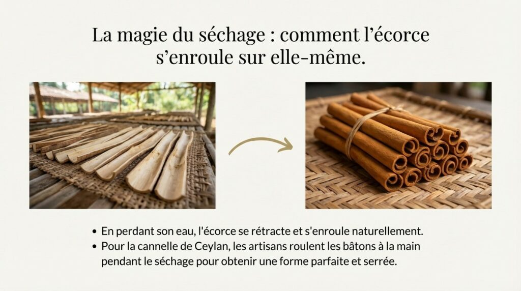 Cinnamomum verum et Cinnamomum cassia Quelles sont les différences