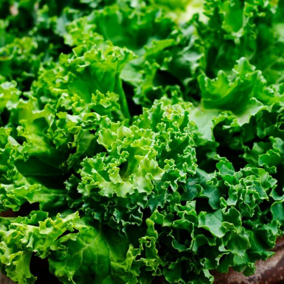 Chou Frisé Comment le Choisir, le Cuisiner et ses Bienfaits