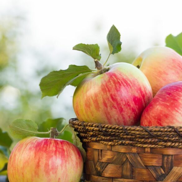 Guide Ultime des Variétés de Pommes