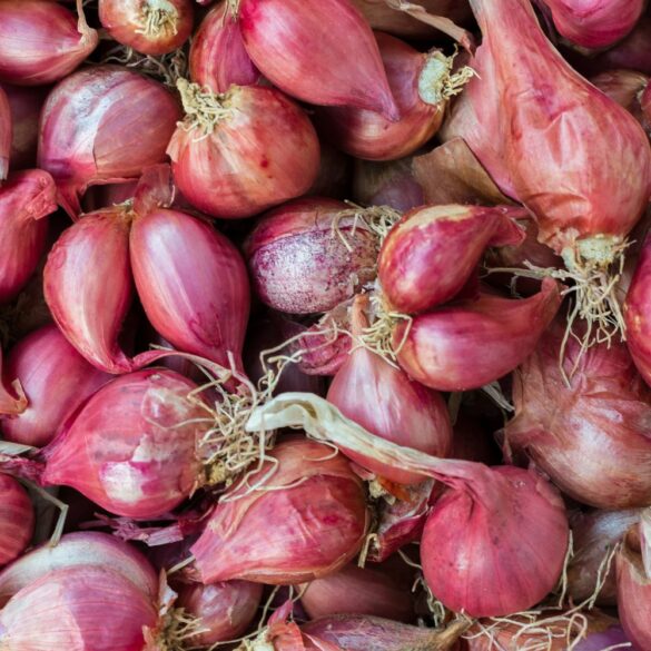 Oignon vs Échalote Quelles sont les différences